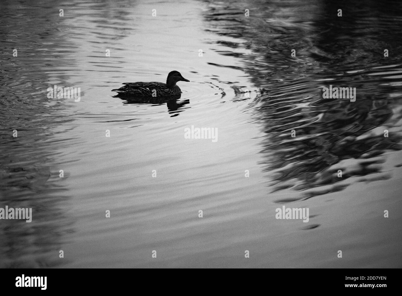 Duck a Richmond Park, Londra, Inghilterra Foto Stock