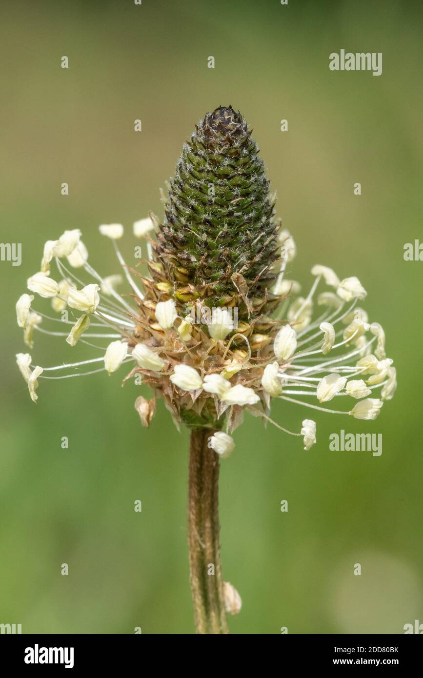 Macro shot di una pianta a foglia stretta (lanceolata plantago) Foto Stock