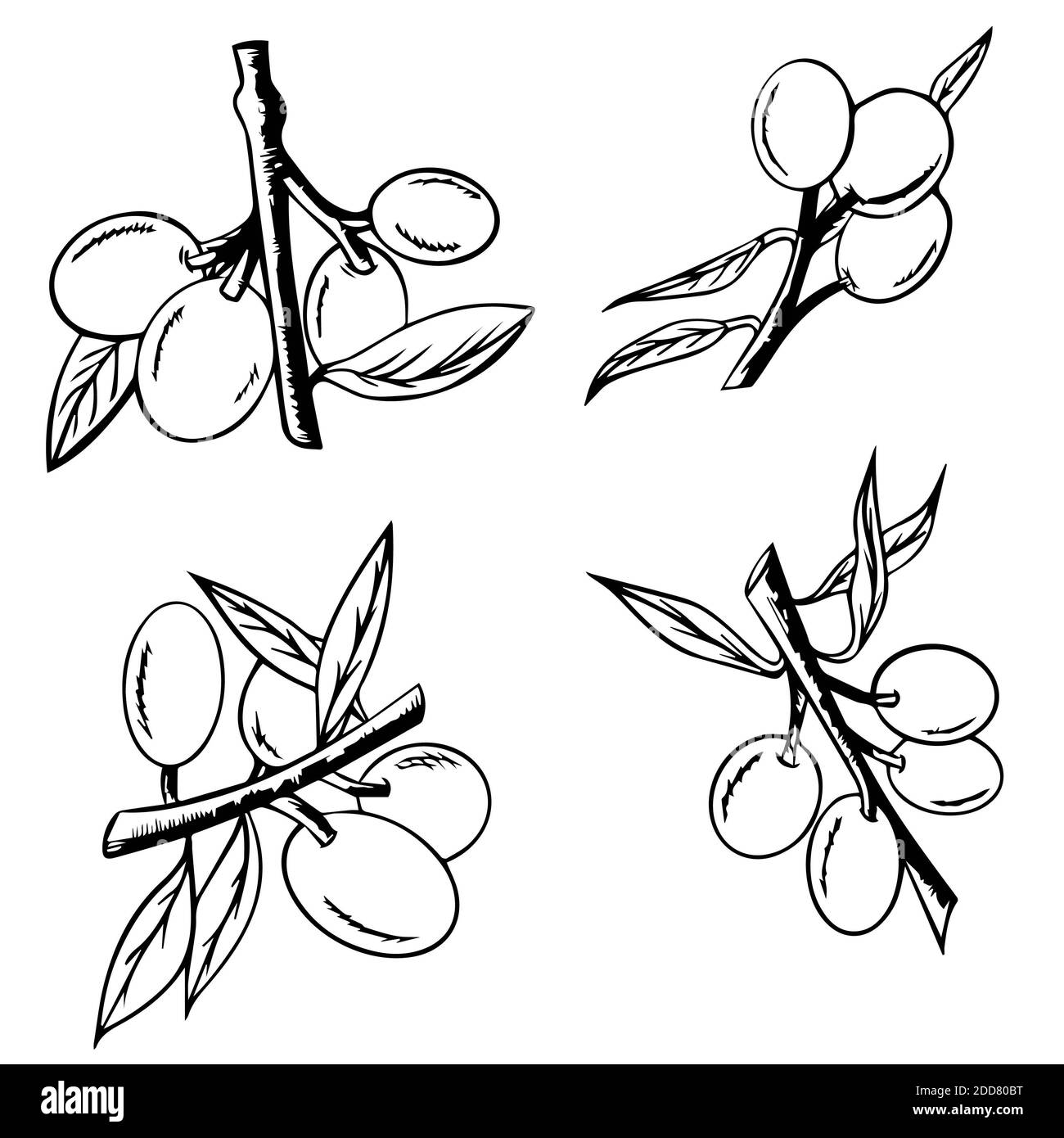 Albero abbozzato di ramificazione con olive, rami di oliva isolati su sfondo bianco, vettore disegno a mano. Simbolo o logo per l'olio d'oliva Foto Stock