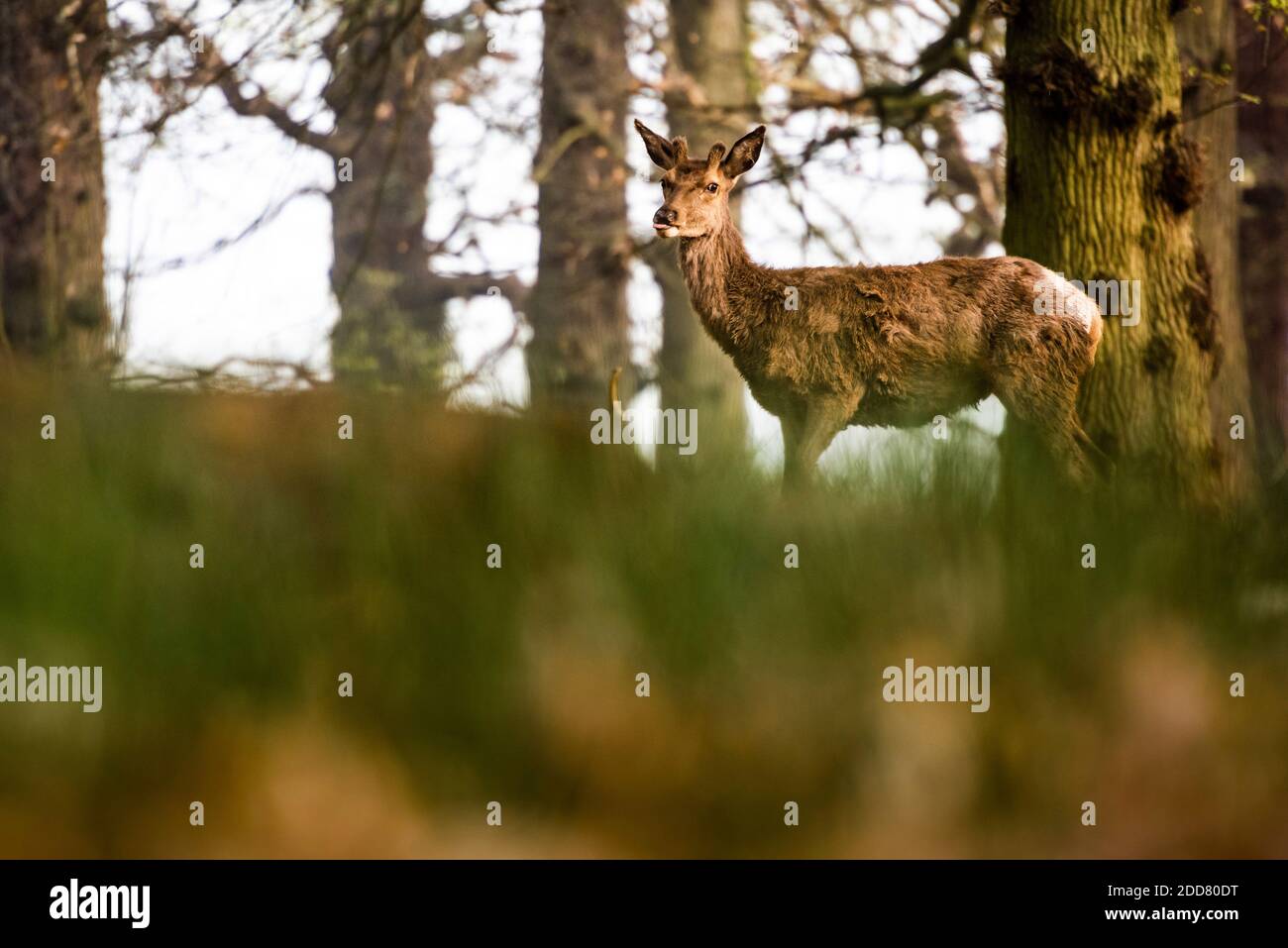 Red Deer a Richmond Park, Londra, Inghilterra Foto Stock
