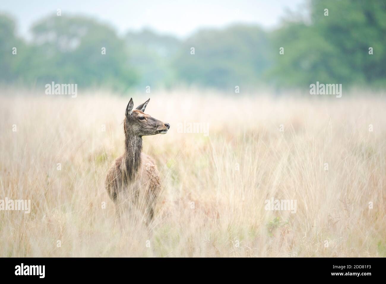 Red Deer a Richmond Park, Londra, Inghilterra Foto Stock