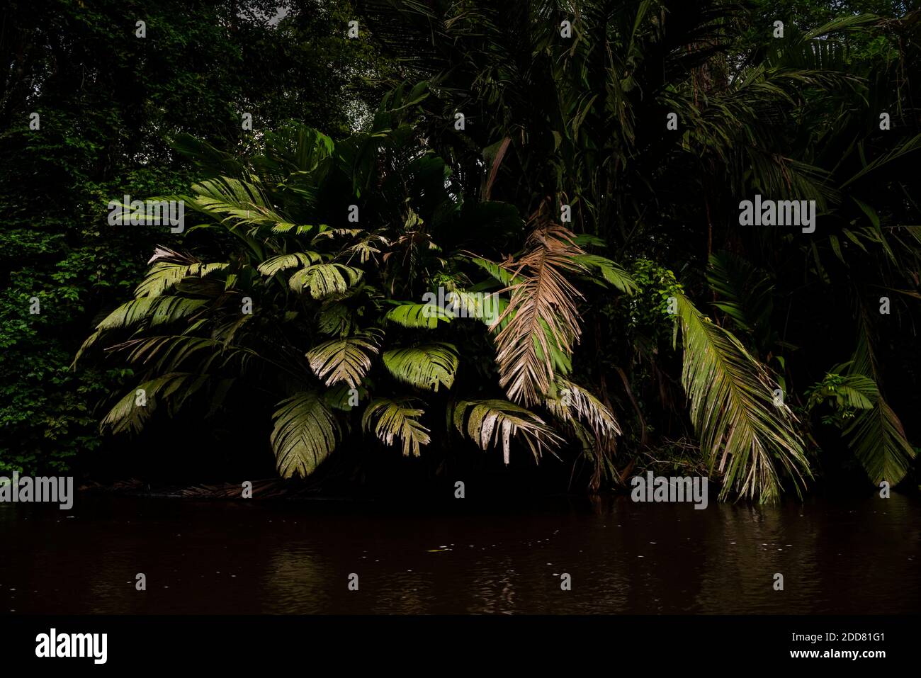 Parco Nazionale di Tortuguero, Provincia di Limone, Costa Rica Foto Stock