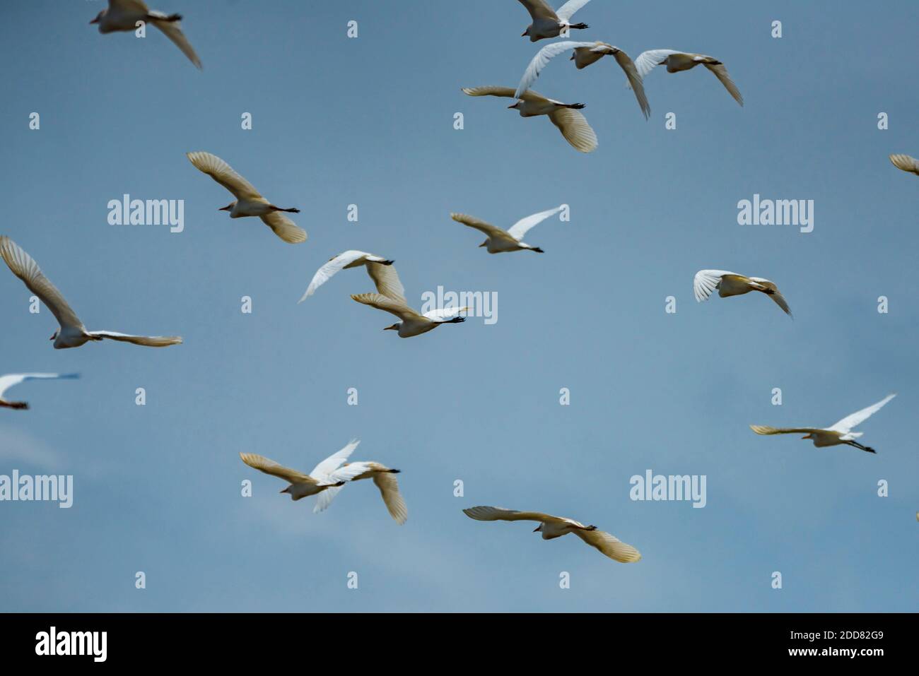 Great White Egret (Ardea alba aka Common Egret o Large Egret), fiume Tarcoles, Parco Nazionale di Carara, Provincia di Puntarenas, Costa Rica Foto Stock