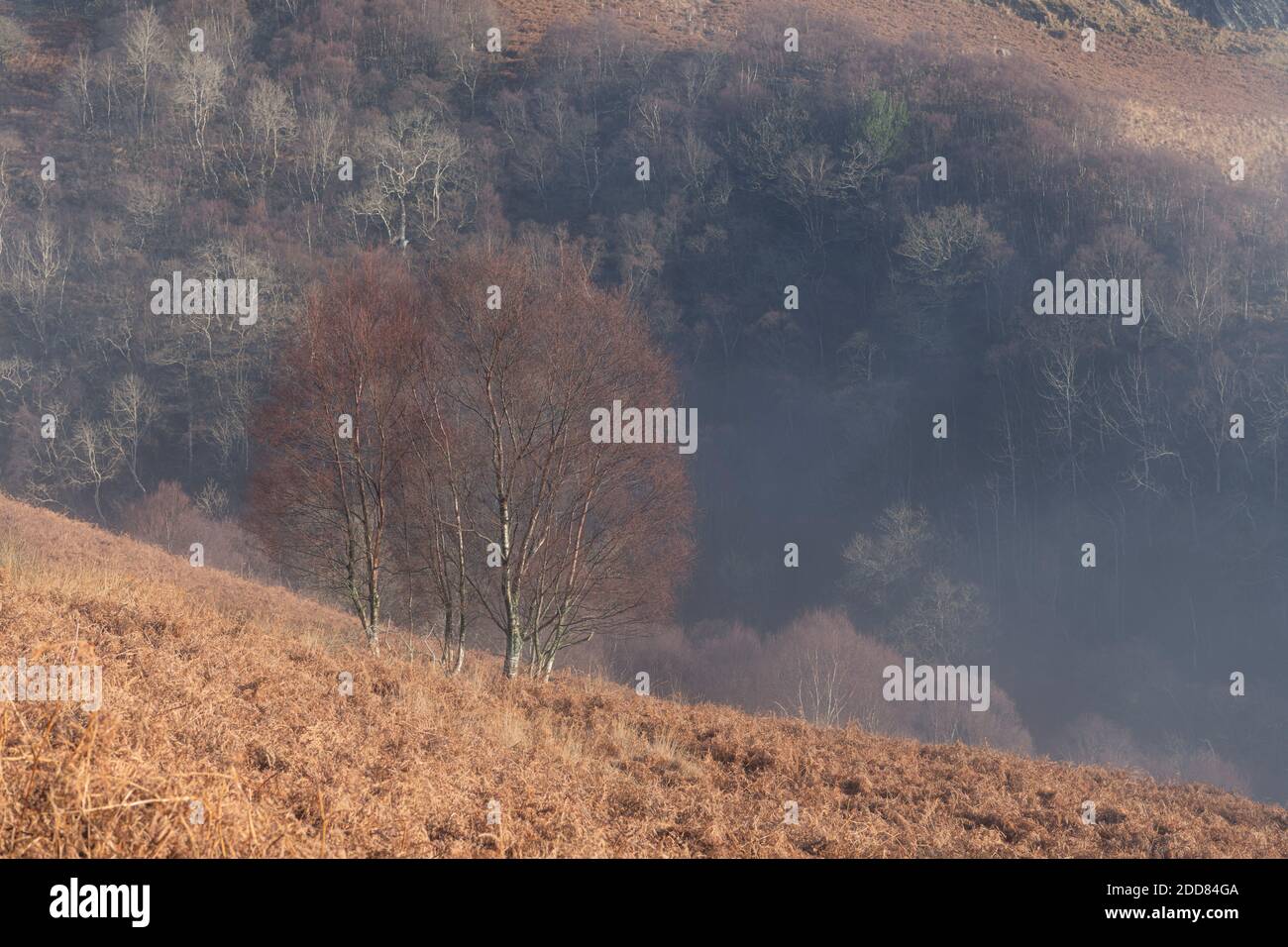 Misty paesaggio nelle montagne scozzesi a ben Lomond, Loch Lomond e il Trossachs National Park, Scozia, Regno Unito, Europa Foto Stock