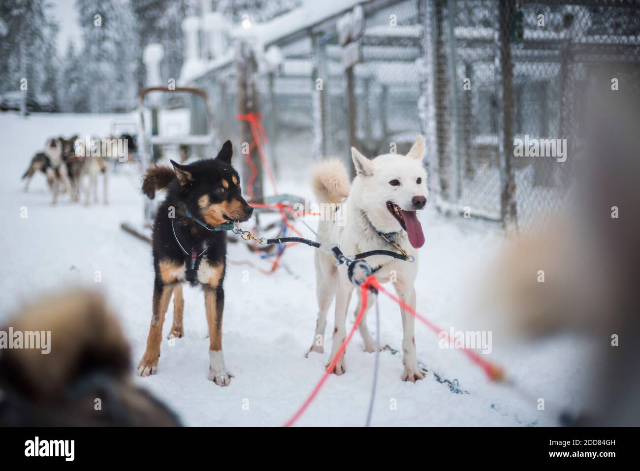 Allevamento di slitte trainate da cani Husky, Torassieppi, Lapponia finlandese, Finlandia Foto Stock