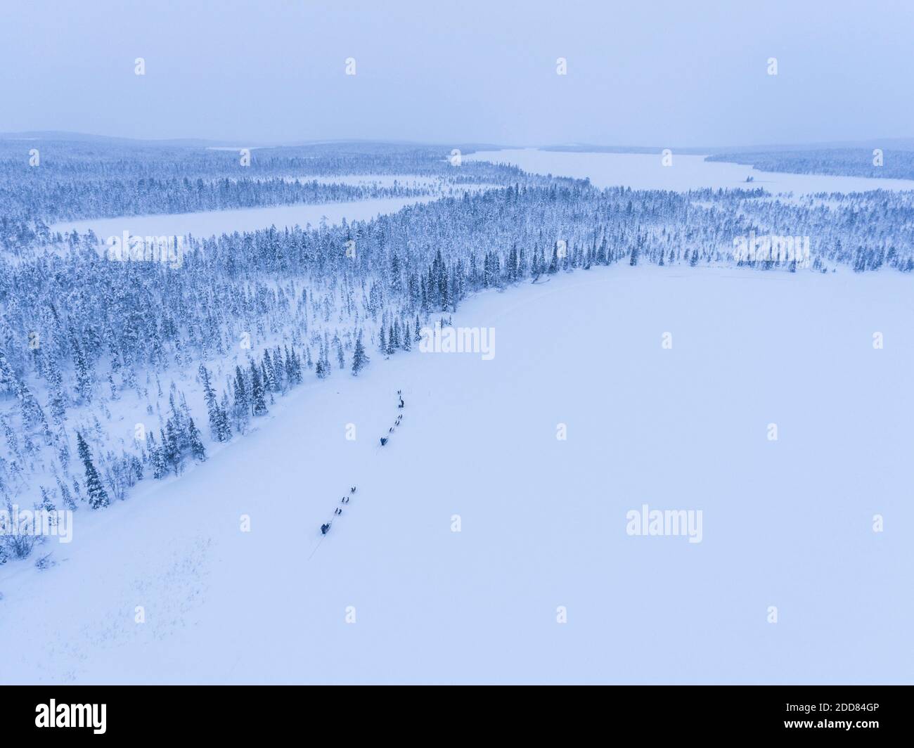 Il cane Husky slitta su un lago ghiacciato coperto di neve In inverno nel paesaggio della Lapponia in una foresta in Finlandia drone Foto Stock