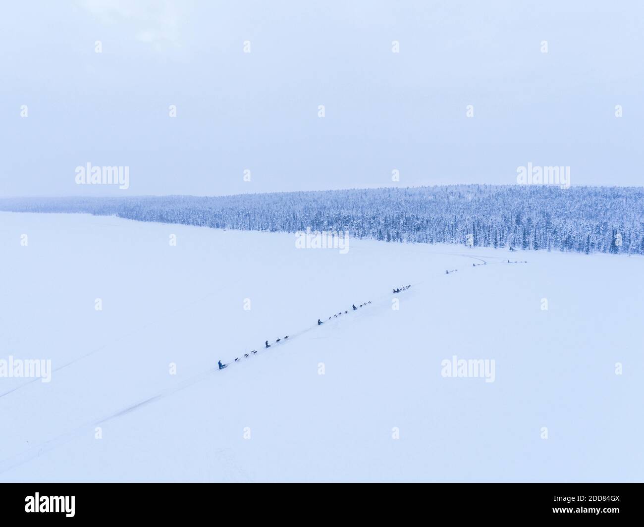 Il cane Husky slitta su un lago ghiacciato coperto di neve In inverno nel paesaggio della Lapponia in una foresta in Finlandia drone Foto Stock