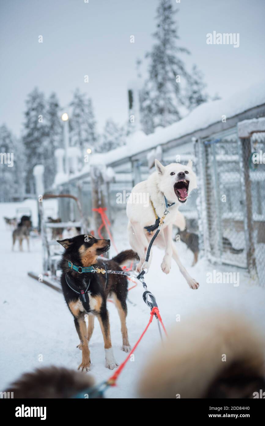 Allevamento di slitte trainate da cani Husky, Torassieppi, Lapponia finlandese, Finlandia Foto Stock