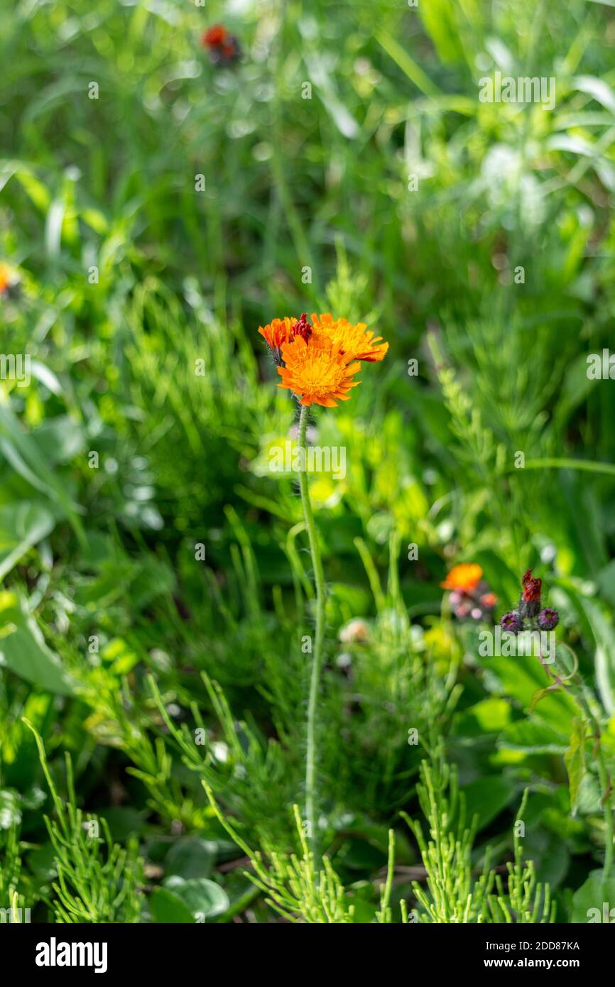Un gambo lungo sormontato con i fiori arancioni di Fox-and-cubs, Pilosella aurantiaca, aka punta di falco arancione, pennello del diavolo, e grim-the-collier Foto Stock