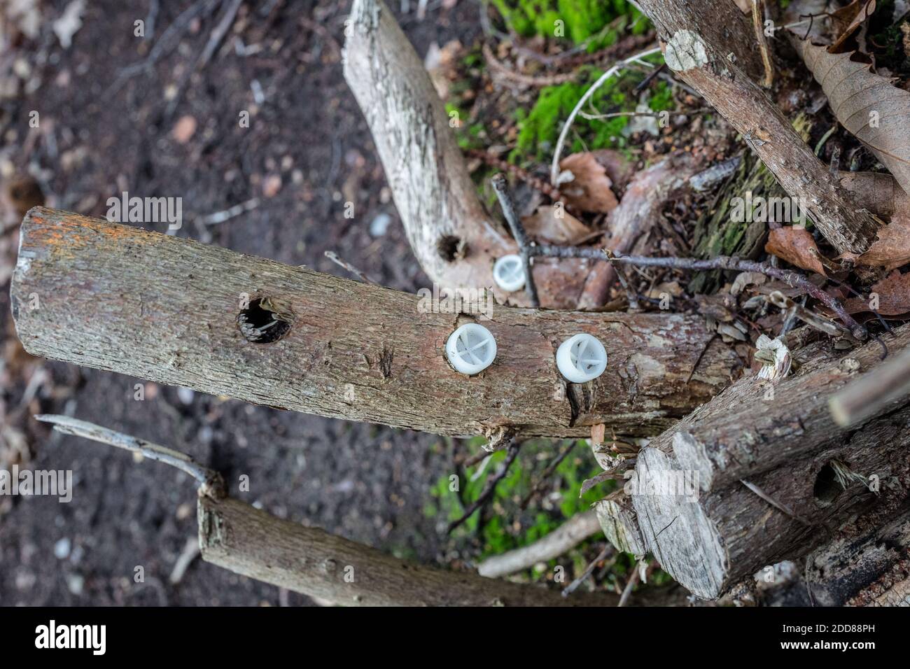 Controllo di rododendri usando erbicida chimico nel moncone della pianta. Foto Stock