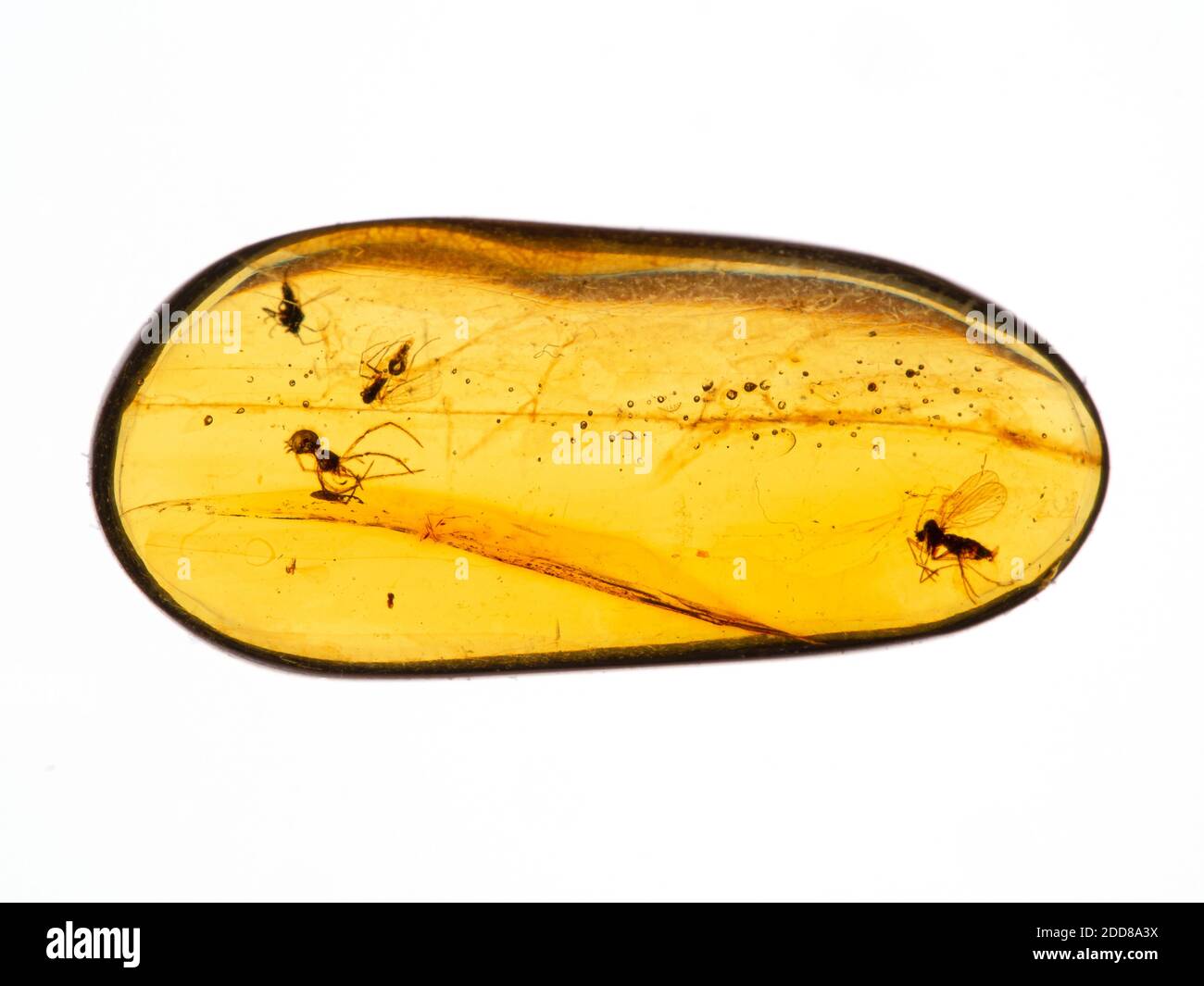 Pezzo di ambra birmano di 99 milioni di anni, conosciuto anche come Burmite (resina di alberi fossilizzati) con mosche e un ragno piccolo conservato all'interno Foto Stock