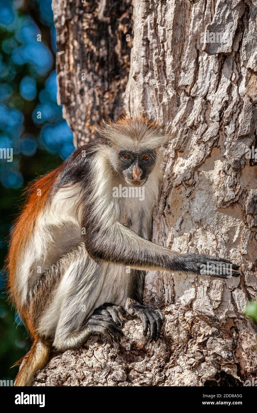 Una scimmia colobus in cerca di charchoal da un albero bruciato per integrare la sua dieta. Foto Stock