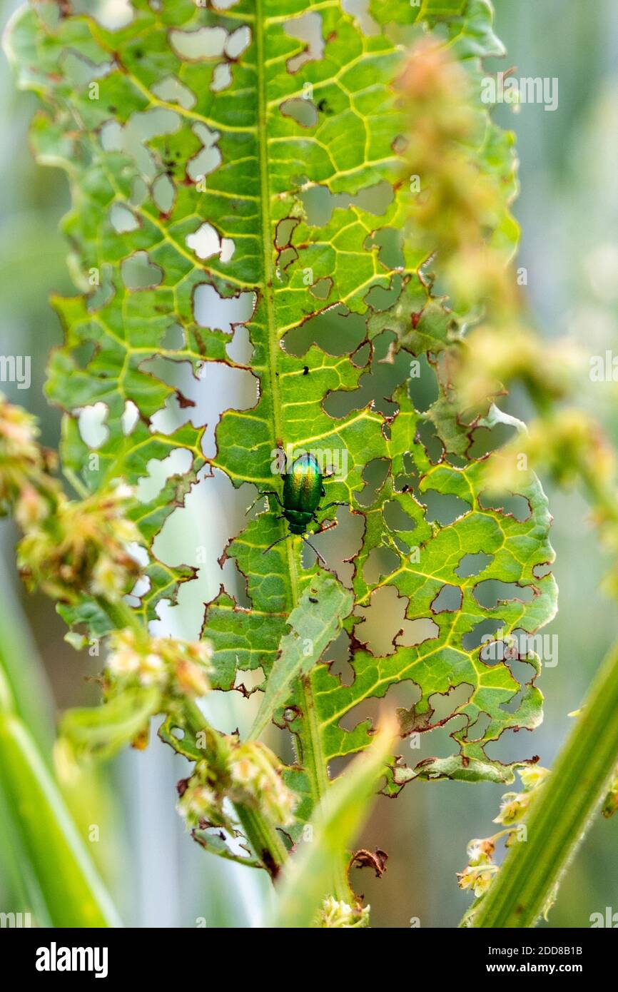 Un barile verde, la viridula gastrofisica, che si arrampica su una foglia di banchina, Rumex sp, che è stato quasi completamente mangiato via da coleotteri Foto Stock