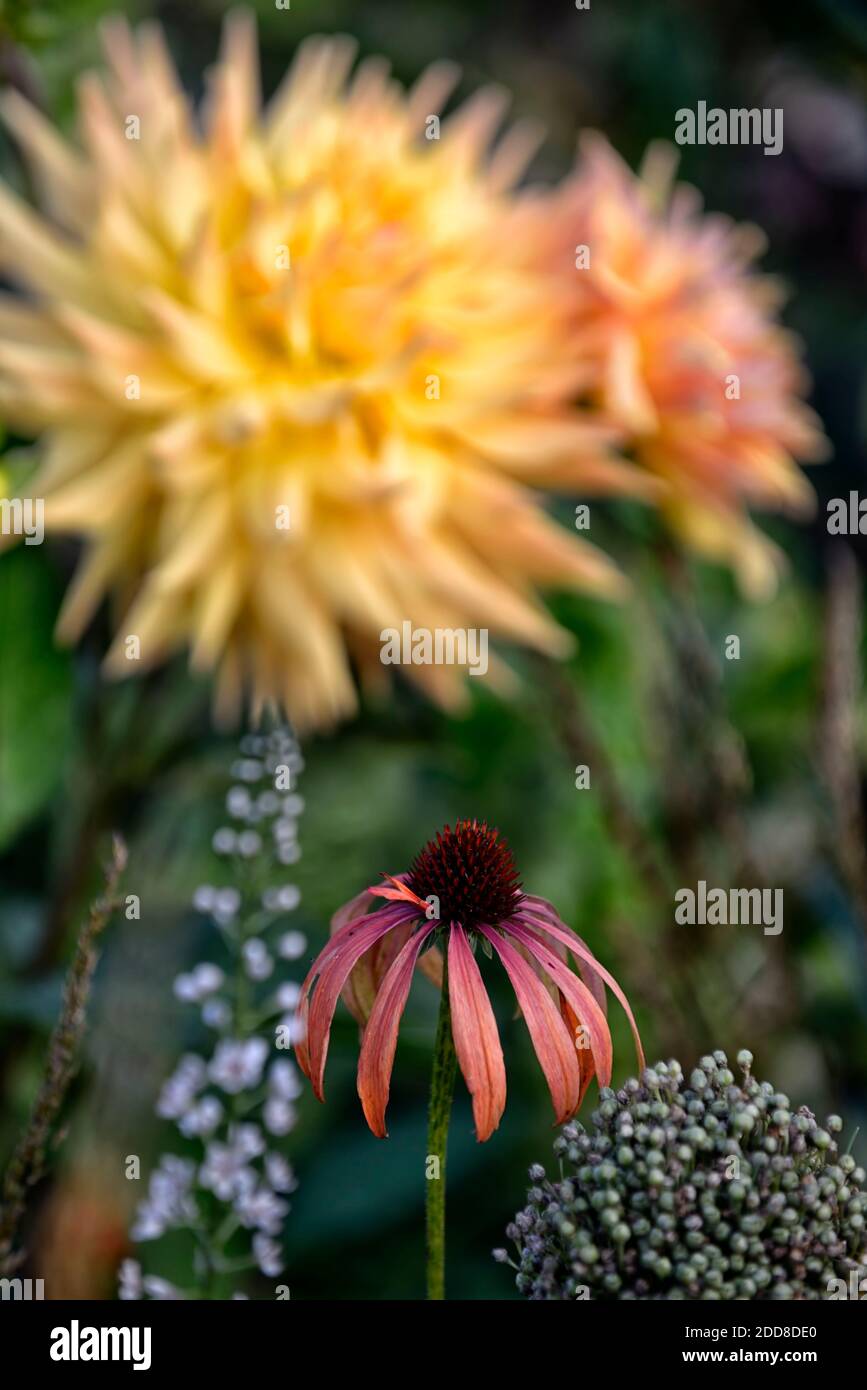 Echinacea purpurea arancio skipper, Coneflower, fiori rossi arancio, miele-mango fiori colorati, letto, bordo, perenne, combinazione fioritura, mix, misto, oran Foto Stock