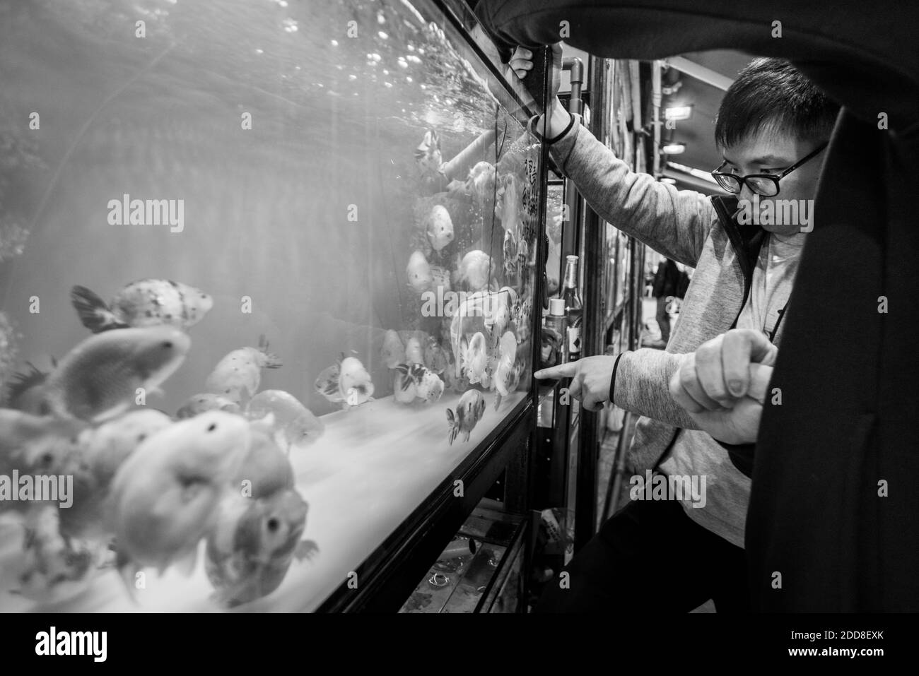 Mercato del pesce dorato, Tung Choi Street North, Kowloon, Hong Kong, Cina Foto Stock