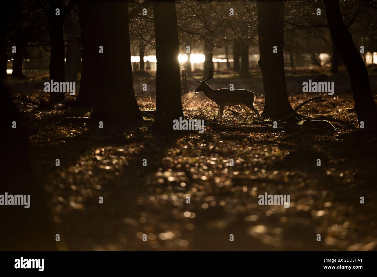 Scena faunistica britannica, di un bel cervo maledetto (dama dama) in un paesaggio boscoso all'alba in bella luce, sfondo con spazio di copia Foto Stock