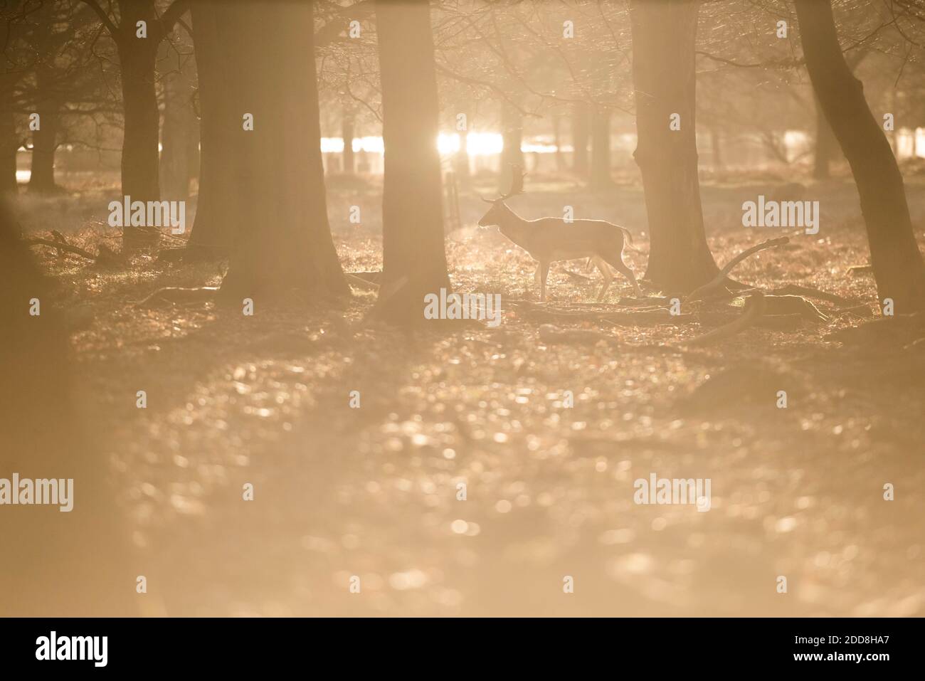 Scena faunistica britannica, di un bel cervo maledetto (dama dama) in un paesaggio boscoso all'alba in bella luce, sfondo con spazio di copia Foto Stock