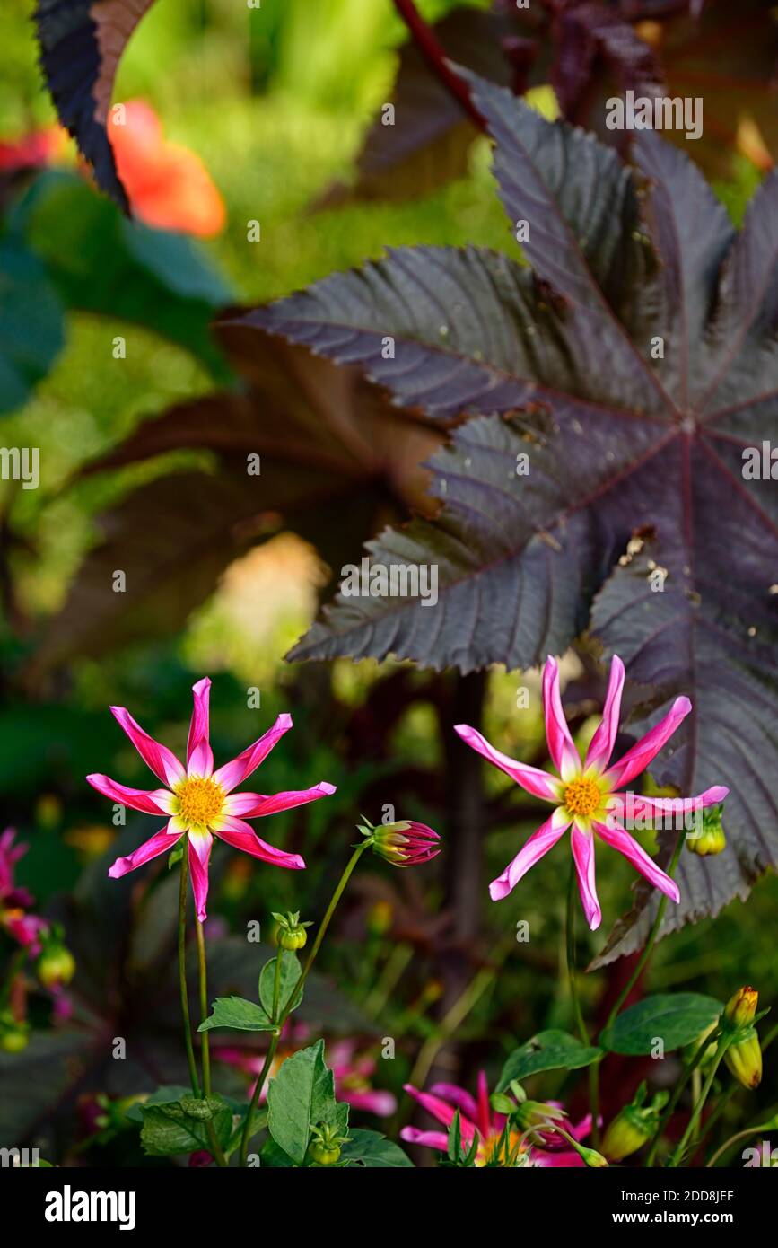 dahlia honka rosa, fiori rosa giallo rosso vermillion, fiore a forma di stella, fiori, fioritura, dahlias, tenera perenne, RM floreale Foto Stock