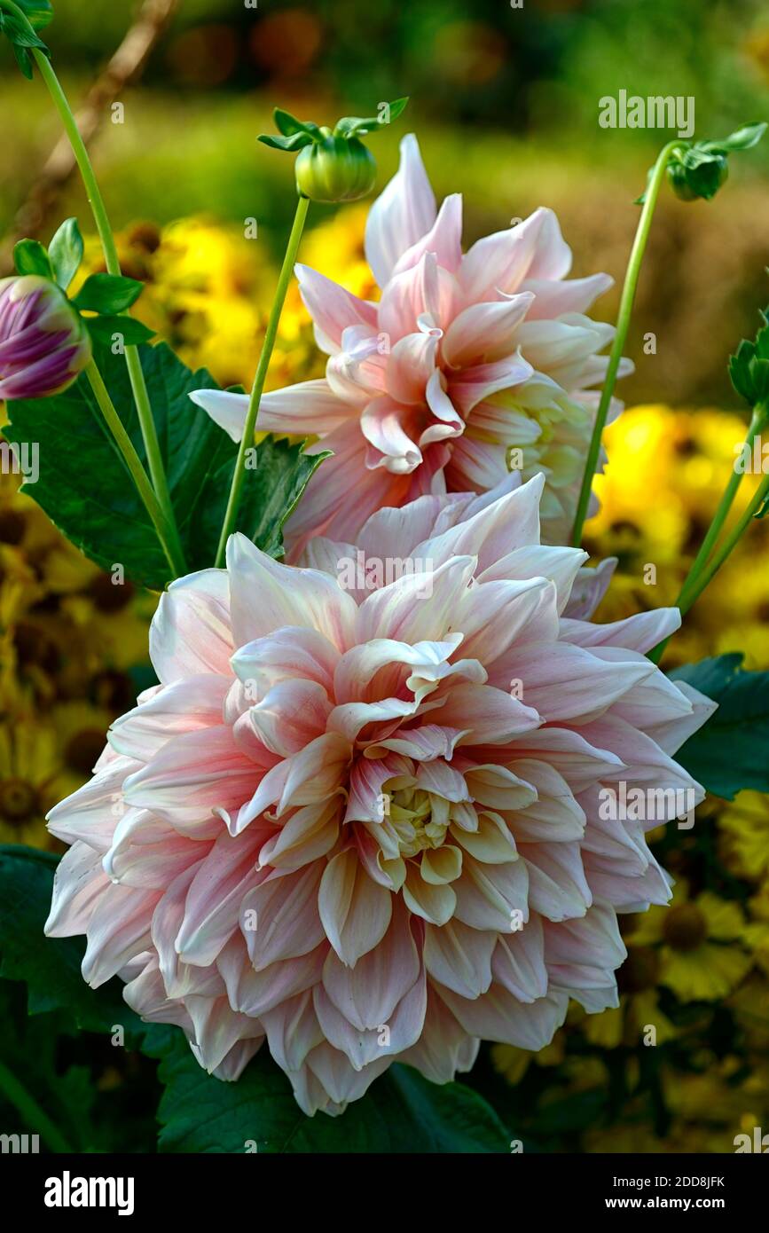 Dahlia Breakout,Dinnerplate dahlias,fiori di dahlia,fiori rosa di anguria,cuore giallo,fiore,fiori,fioritura,RM Floral Foto Stock