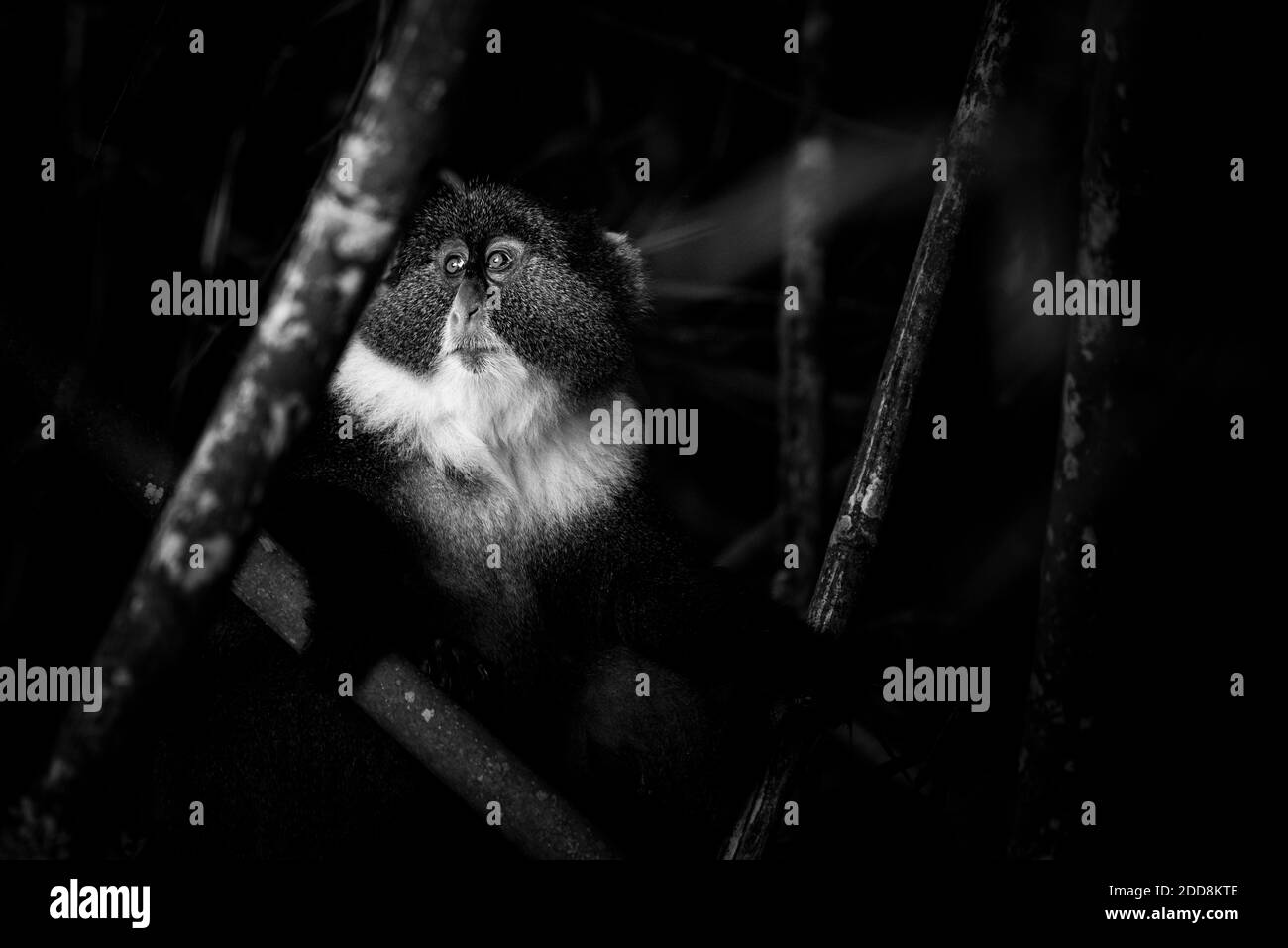 Sykes Monkey (Cercopithecus albogularis aka White-thoated o Samango Monkey) nel Parco Nazionale di Aberdare, Kenya Foto Stock