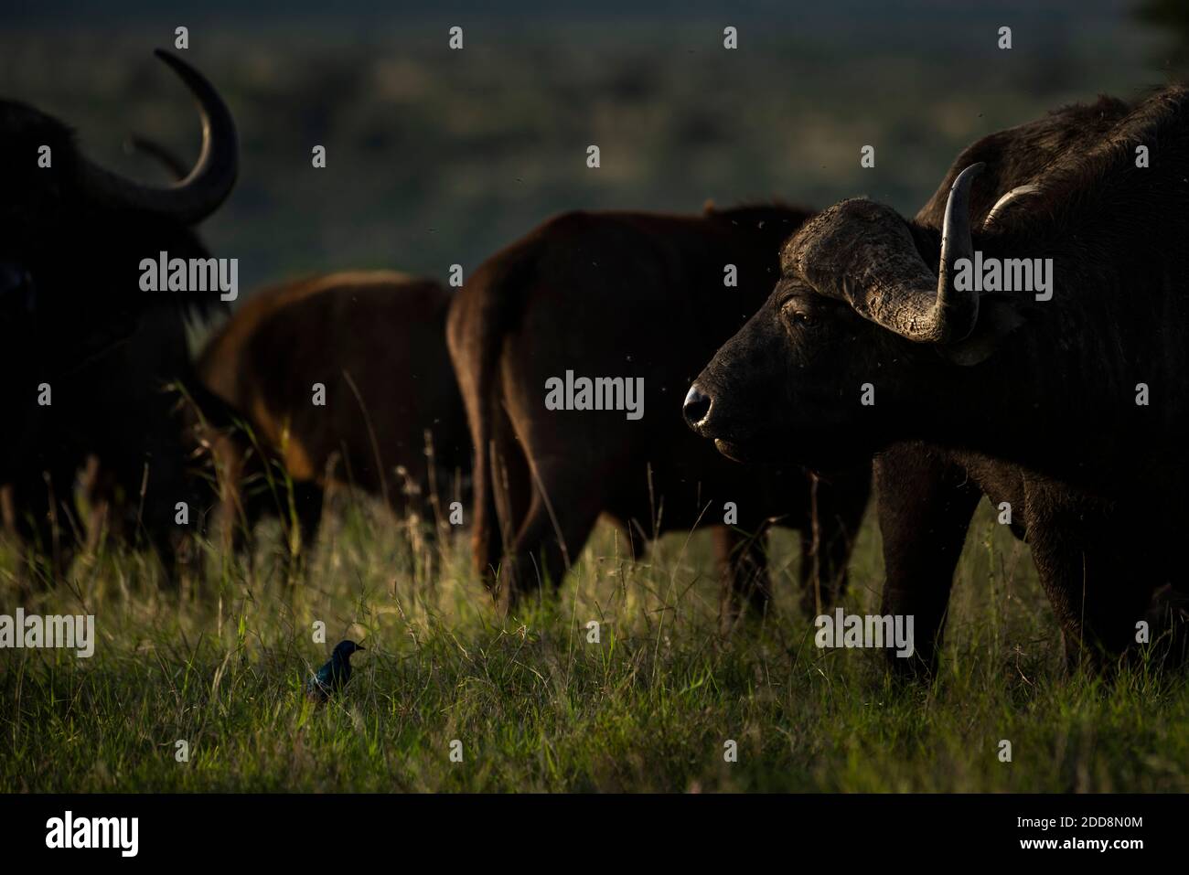 Bufalo africano (Syncerus caffer aka Cape Buffalo) al Ranch El Karama, Laikipia County, Kenya Foto Stock