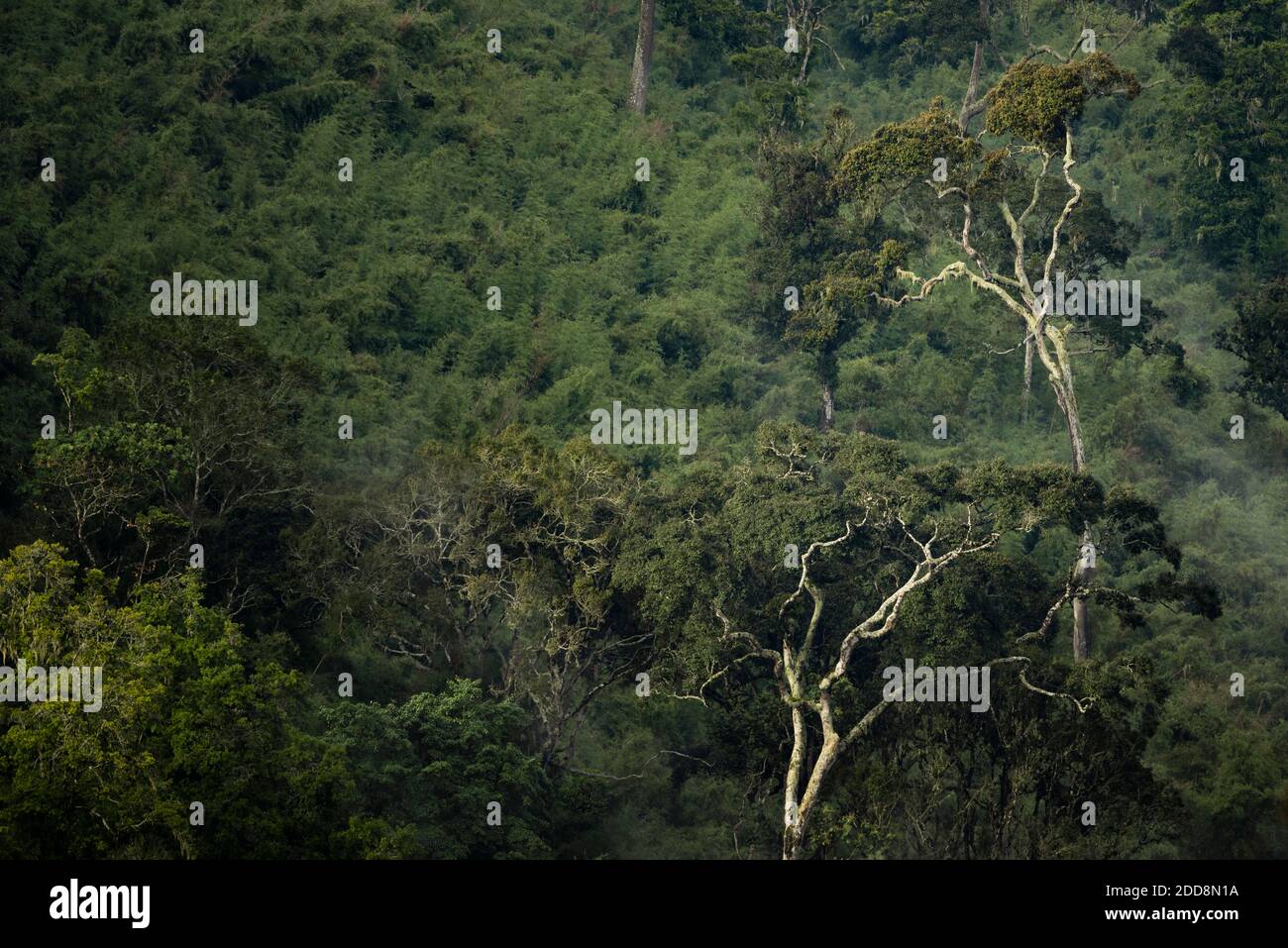 Paesaggio della foresta pluviale nel Parco Nazionale di Aberdare, Kenya Foto Stock