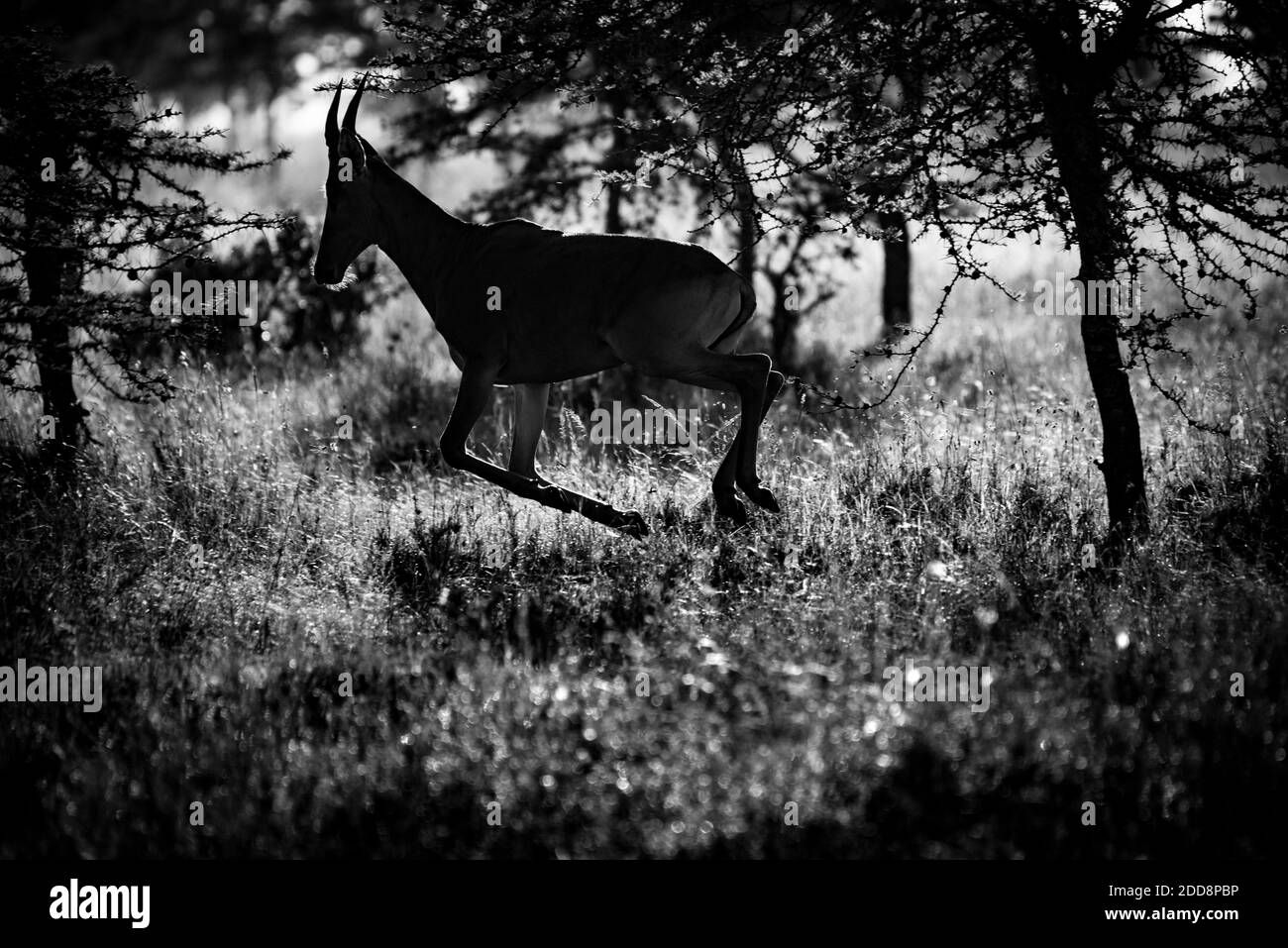 Hartebeest (Alcelaphus buselaphus aka Kongoni) al Ranch El Karama, nella contea di Laikipia, Kenya Foto Stock