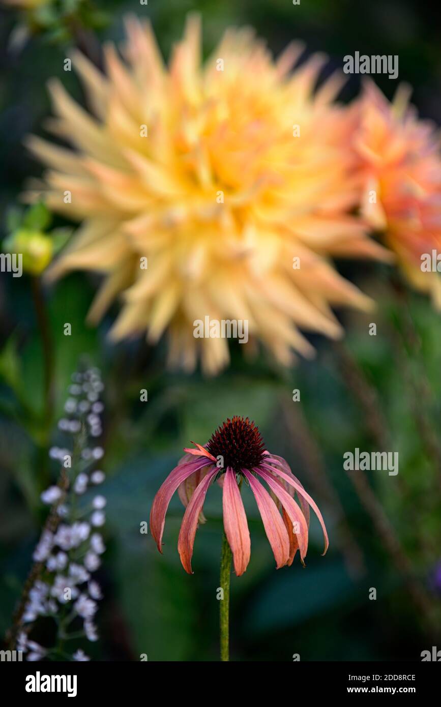 Echinacea purpurea arancio skipper, Coneflower, fiori rossi arancio, miele-mango fiori colorati, letto, bordo, perenne, combinazione fioritura, mix, misto, oran Foto Stock