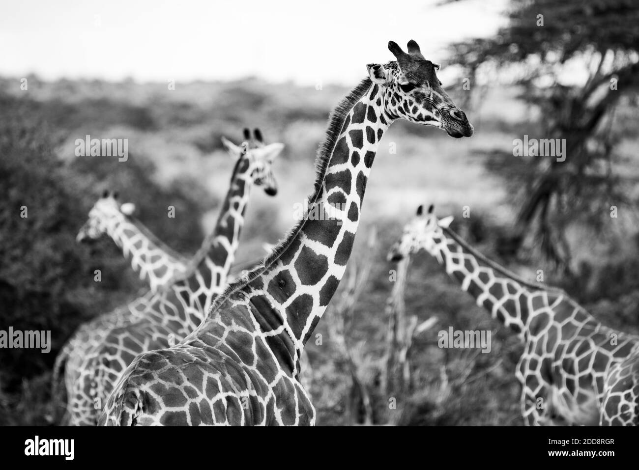 Giraffe reticolato (Giraffa camelopardalis reticulata) al Ranch Sosian, Laikipia County, Kenya Foto Stock