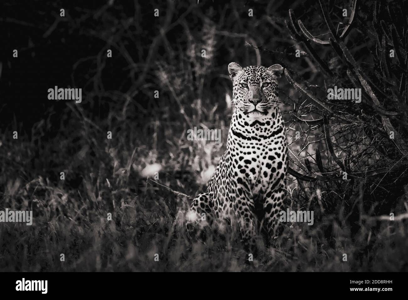 Leopardo (Panthera pardus) al Ranch El Karama, Contea di Laikipia, Kenya Foto Stock