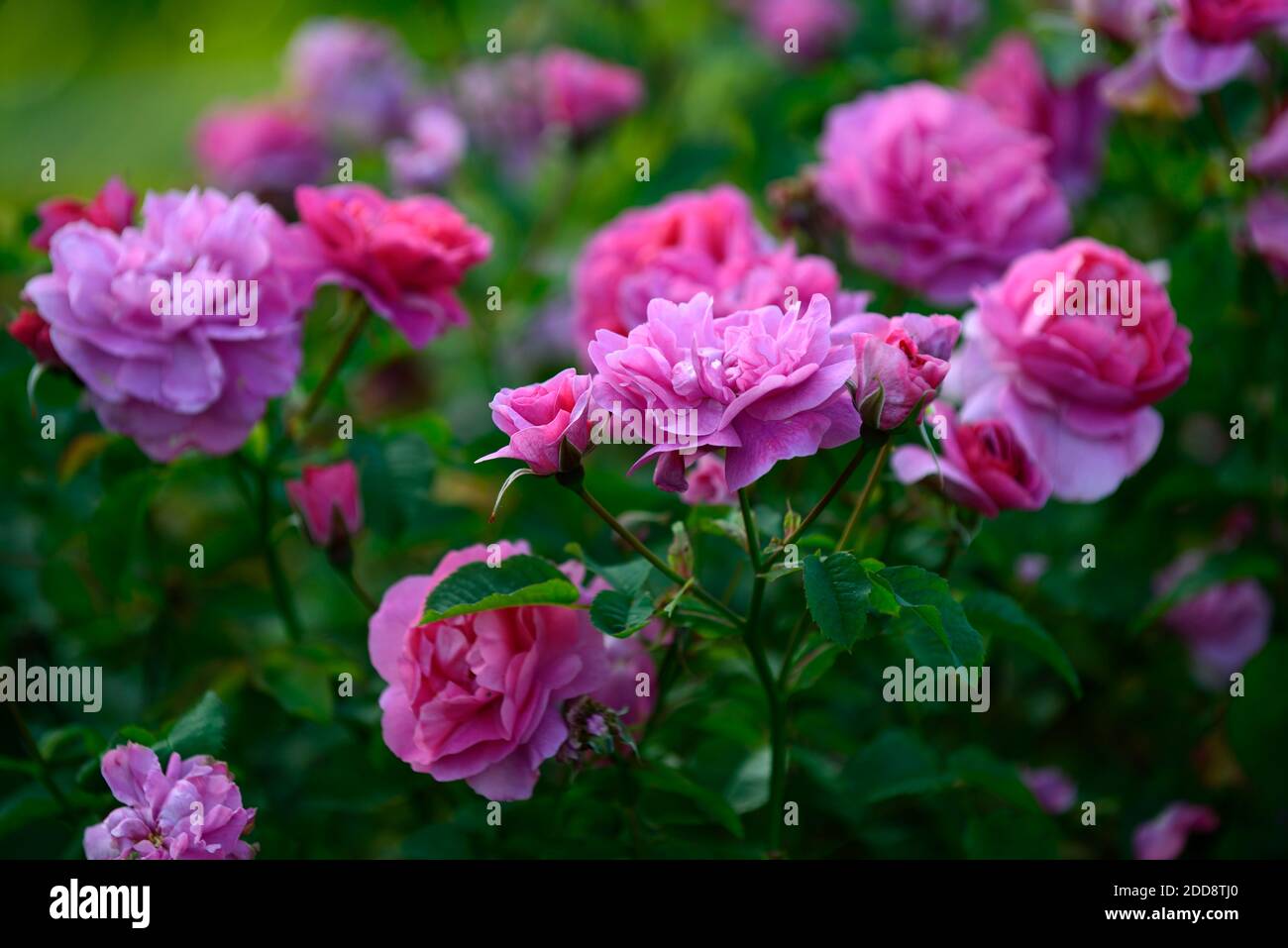 Rosa Gertrude Jekyll,rosa Gertrude Jekyll,rosa ad arbusto,rose,rosa,fiore,fiori,fioritura,RM Floral Foto Stock