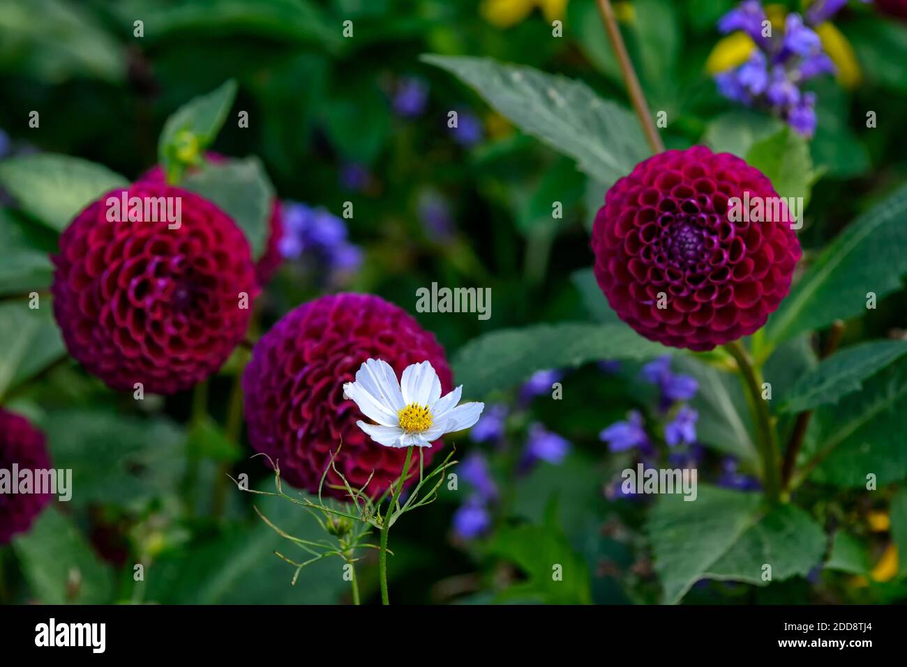 Bianco cosmo fiore, dahlia, palla dahlia, palla dahlias, fiori viola, fiore, fioritura, viola palla dahlia, RM Floral Foto Stock