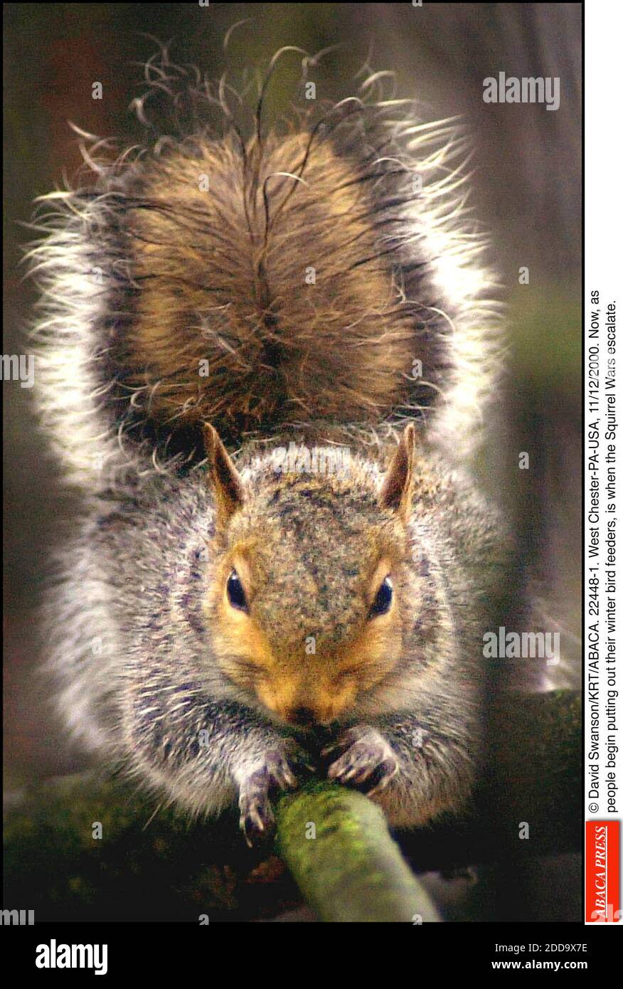 © DAVID SWANSON/KRT/ABACA. 22448-1. West Chester-PA-USA, 11/12/2000. Ora, come la gente comincia a mettere fuori i loro alimentatori di uccelli invernali, è quando le guerre di Squirrel si intensano. Foto Stock