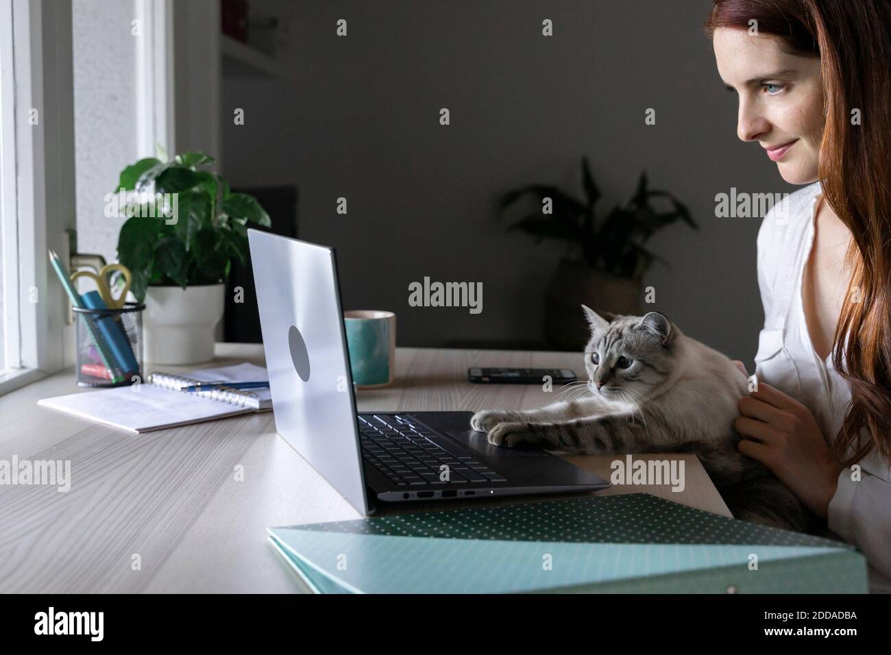 Giovane donna seduta con gatto sul giro mentre si lavora computer portatile a casa Foto Stock