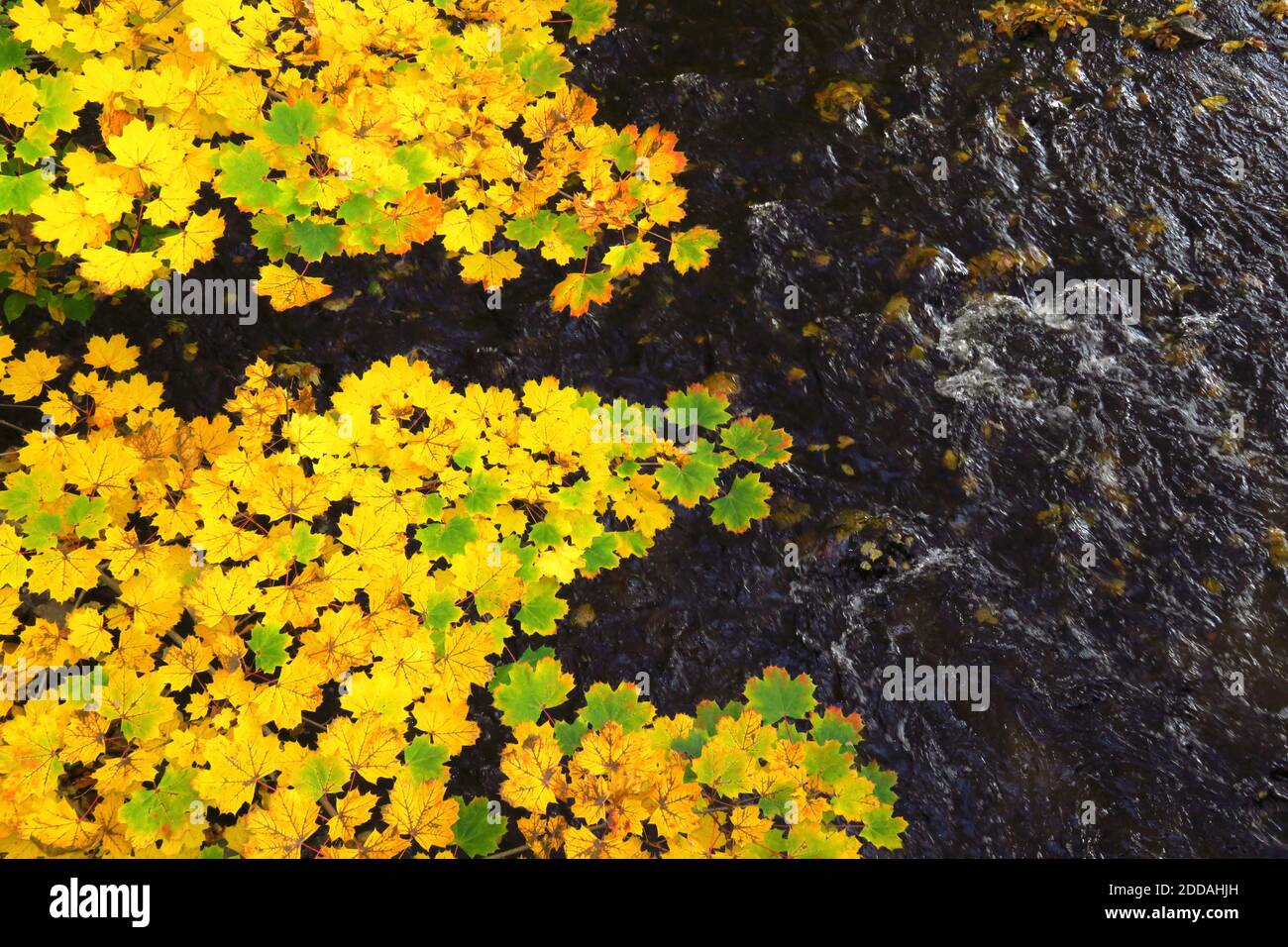 Foglie di acero giallo galleggianti nel fiume Foto Stock