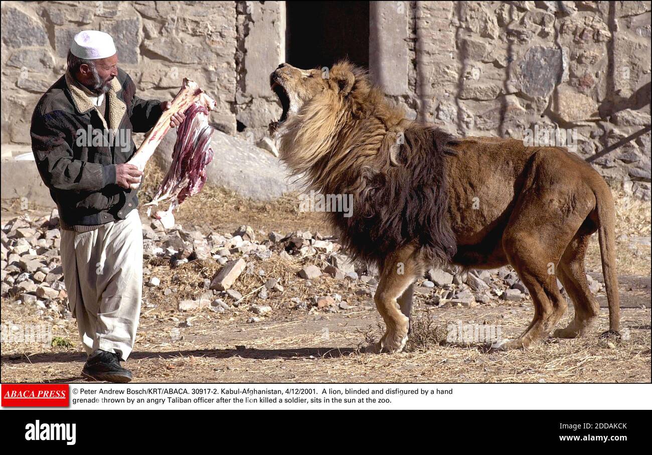 Leone arrabbiato Immagini Vettoriali Stock - Alamy