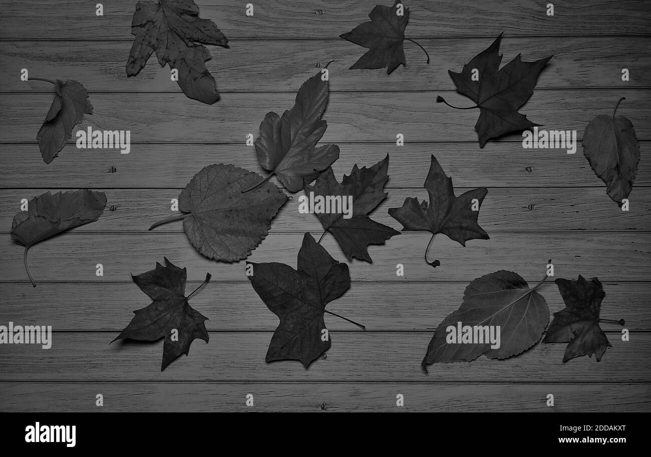 Sfondo in legno con foglie d'autunno cadenti, struttura, vista dall'alto, bianco e nero Foto Stock