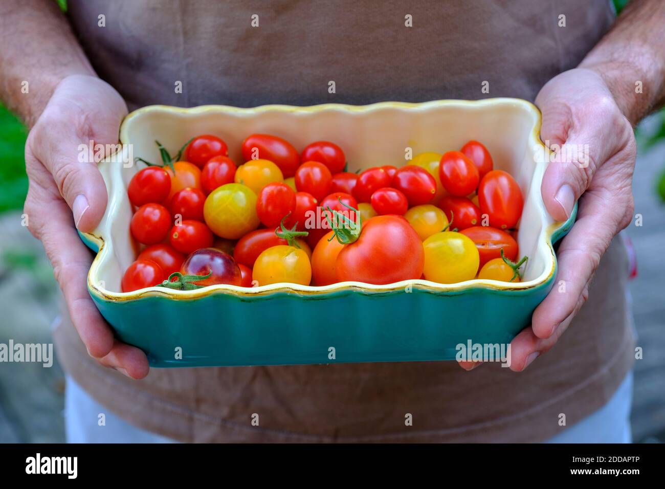 Primo piano di un uomo che tiene i pomodori in un contenitore nel cortile Foto Stock