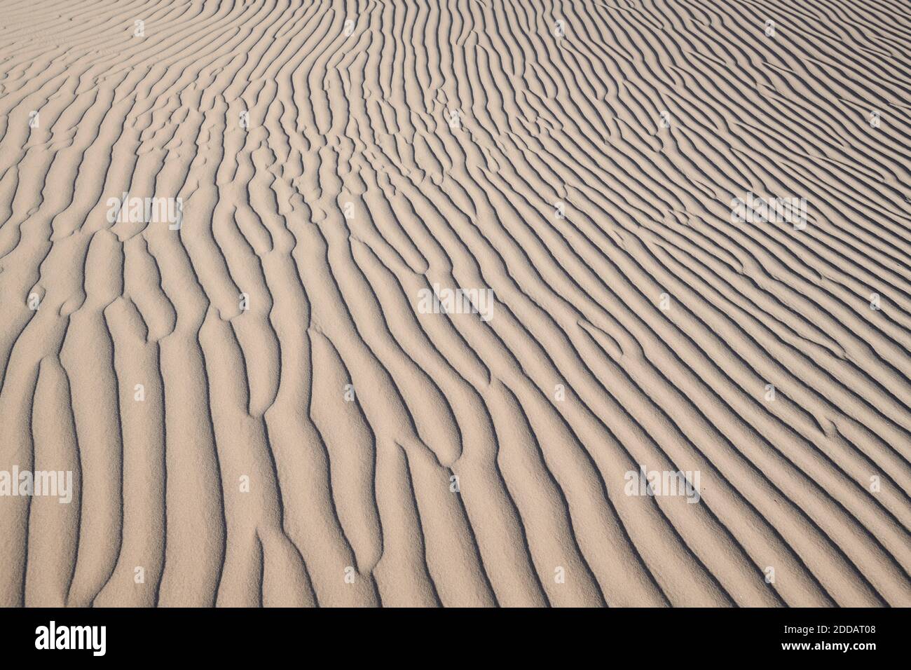 Pattugliatore di onde naturali sulle dune di Cadice a Mojave Desert, California meridionale, Stati Uniti Foto Stock
