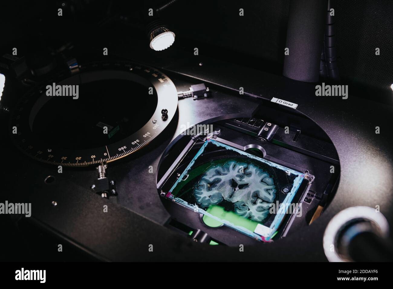 Vetrino cerebrale umano in microscopio avanzato in laboratorio Foto Stock