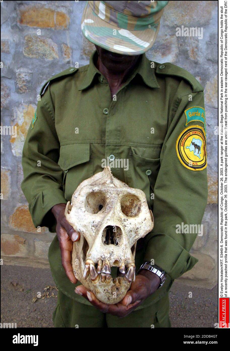 NESSUN FILM, NESSUN VIDEO, NO TV, NESSUN DOCUMENTARIO - © EVELYN HOCKSTEIN/KRT. 53449-6. Repubblica democratica del Congo, 26 ottobre 2003. Un ranger del parco nel Parco Nazionale di Kahuzi-Biega, nella Repubblica Democratica del Congo orientale, detiene il cranio di una gorilla recentemente in camicia che è stata trovata nel parco, ottobre 26, Foto Stock