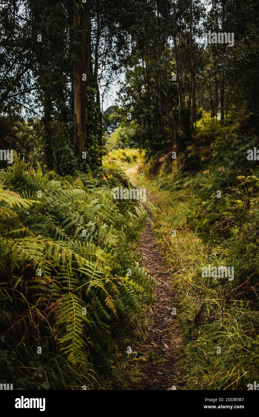 Vista del sentiero tra la foresta durante la stagione delle piogge Foto Stock