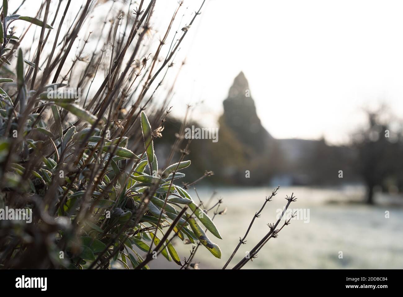 Gambo congelato di lavanda secca con rime in primo piano di un campo al sole del mattino. Scena rurale in background. Foto Stock
