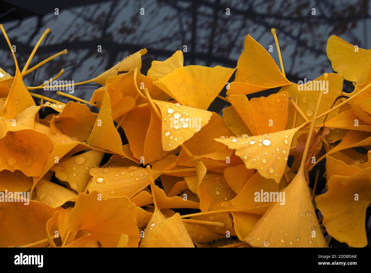 Il ginkgo caduto (Ginkgo biloba) lascia che giace all'aperto in autunno Foto Stock