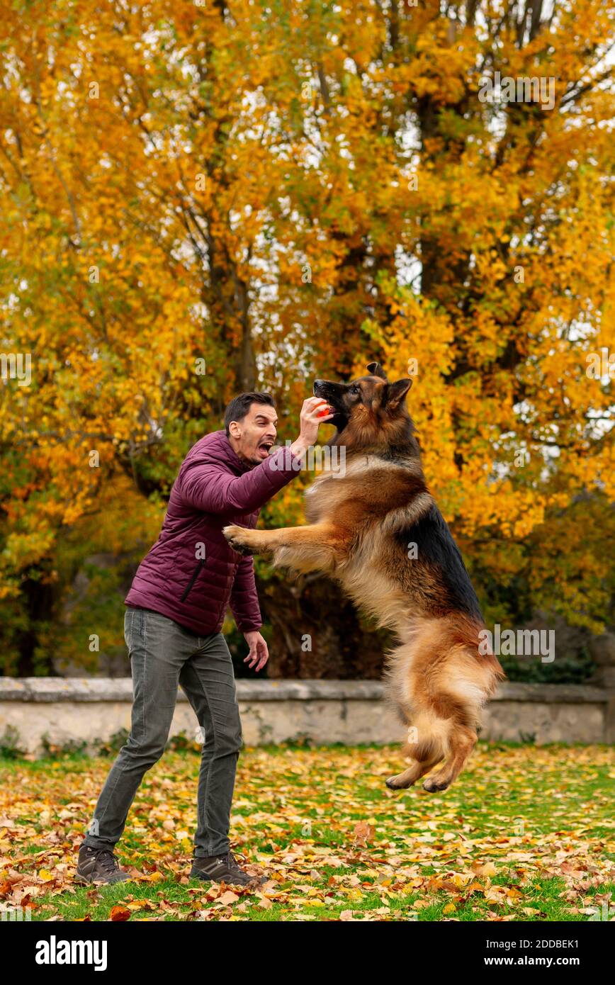 Cane che salta e cattura palla in mano uomo mentre si gioca al parco Foto Stock