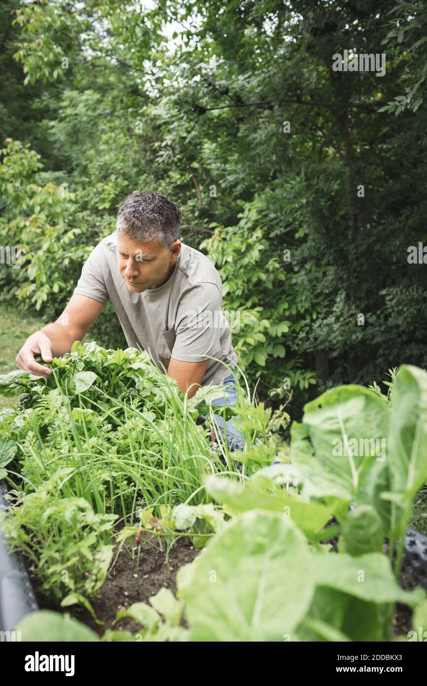 Uomo maturo che esamina pianta vegetale su letto rialzato alla parte posteriore giardino cortile Foto Stock