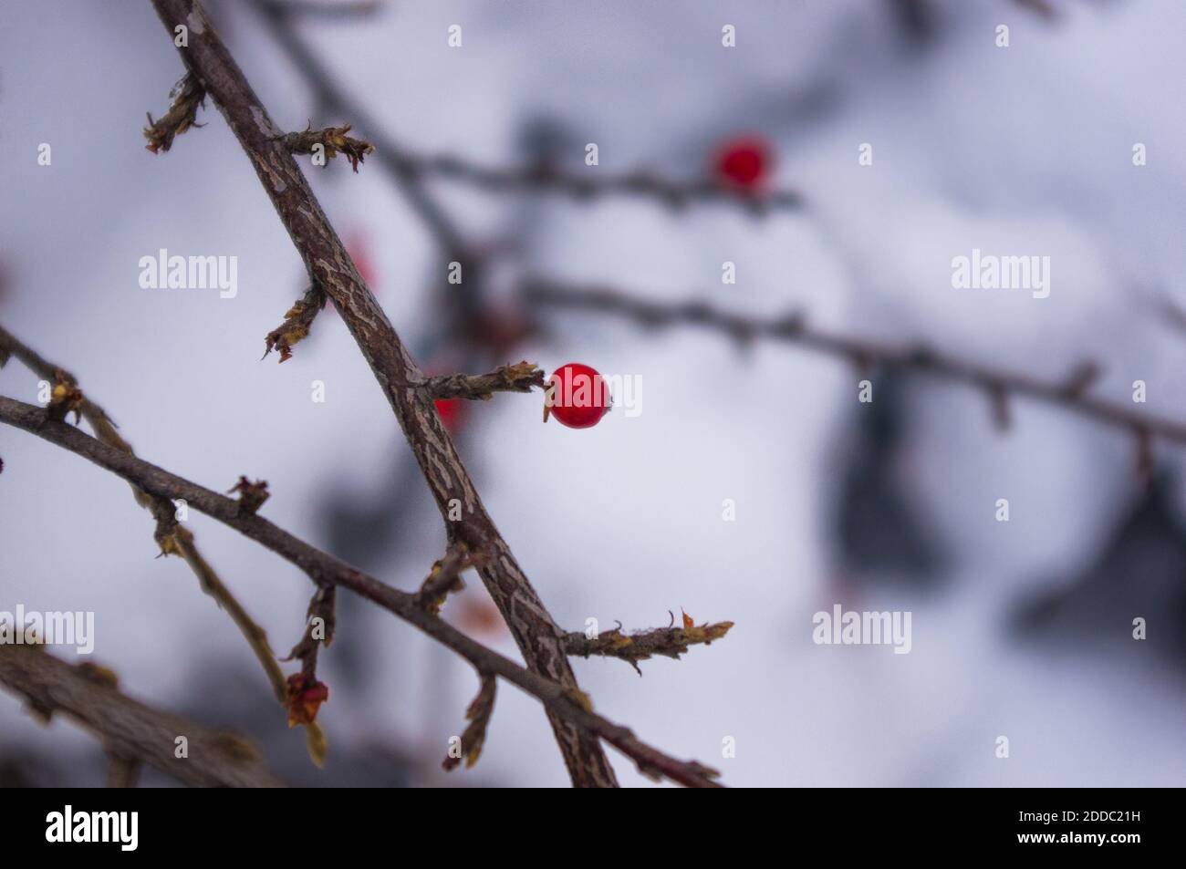 Coperto di neve, grappoli di bacche rosse di un Cotoneaster Horizalis Decne, sfondo invernale Foto Stock