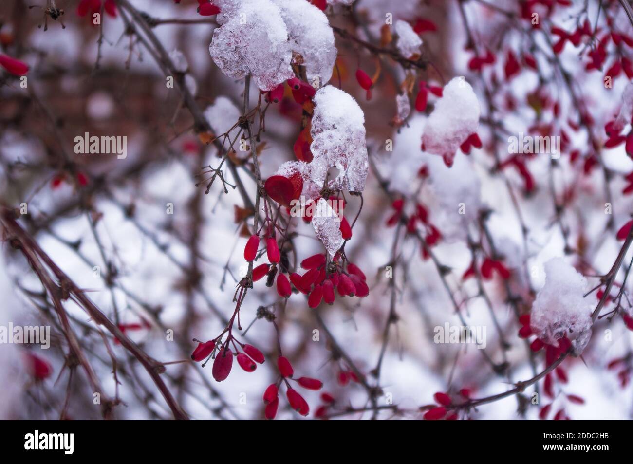 Coperto di neve, grappoli di bacche rosse di un Cotoneaster Horizalis Decne, sfondo invernale Foto Stock