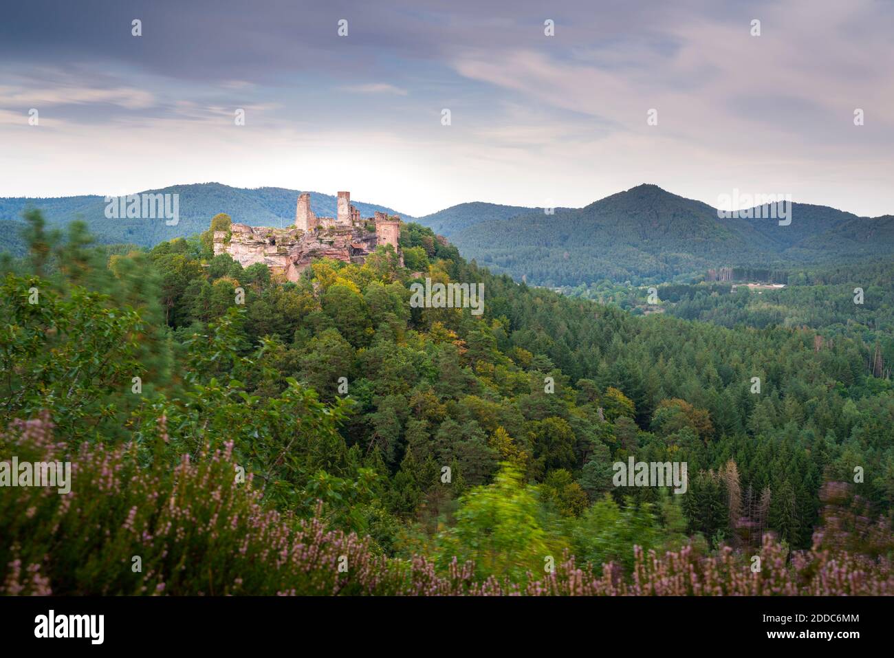 Germania, Renania-Palatinato, rovine del castello di Altdahn circondato da una foresta verde Foto Stock