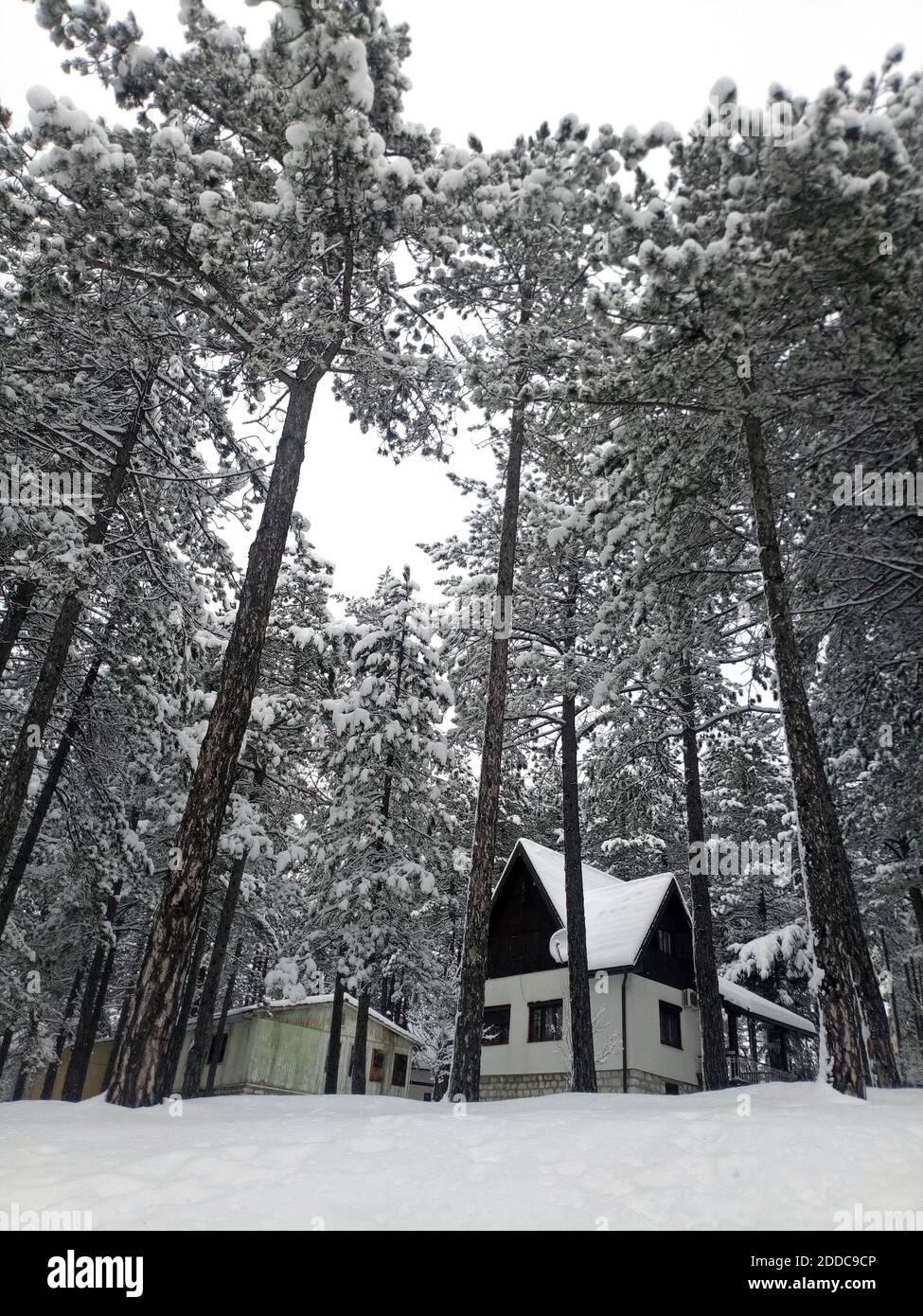 Piccola casa di legno cottage nella foresta coperta di neve in inverno tempo time.Tall pino albero. Foto Stock